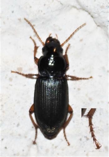 Réf. 316 842 : Pseudoophonus rufipes